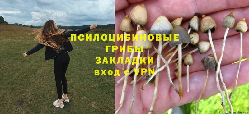 Галлюциногенные грибы Psilocybine cubensis  Кизляр 